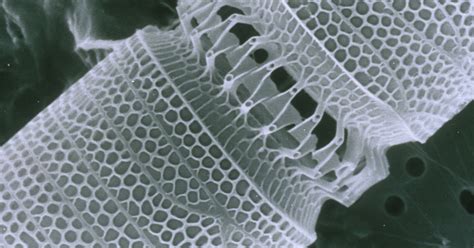  Diatoms: Magiczne nanomateriały z dna oceanu dla zaawansowanych technologii energetycznych!