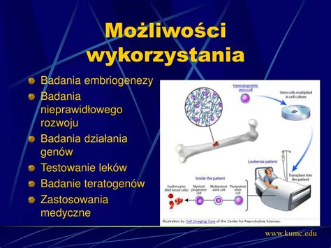  Ketoconazol - Zastosowanie w Inżynierii Tkankowej i Osteoprotezie?