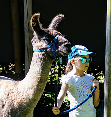 Lama'scotte de votre été. Visite aux lamas de la Salagine, Bloye, Rumilly, Haute-Savoie. Rendez-vous en terre (mé)connue.